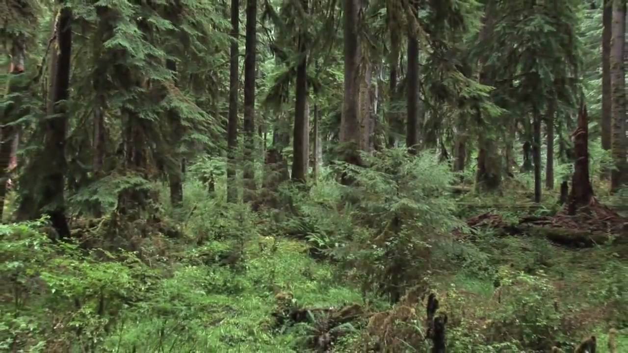 One Square Inch of Silence, from the documentary 