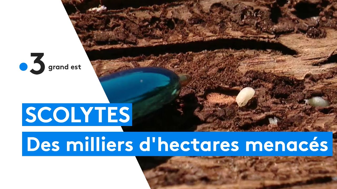 SCOLYTES : des milliers d'hectares de for&ecirc;t sont menac&eacute;s