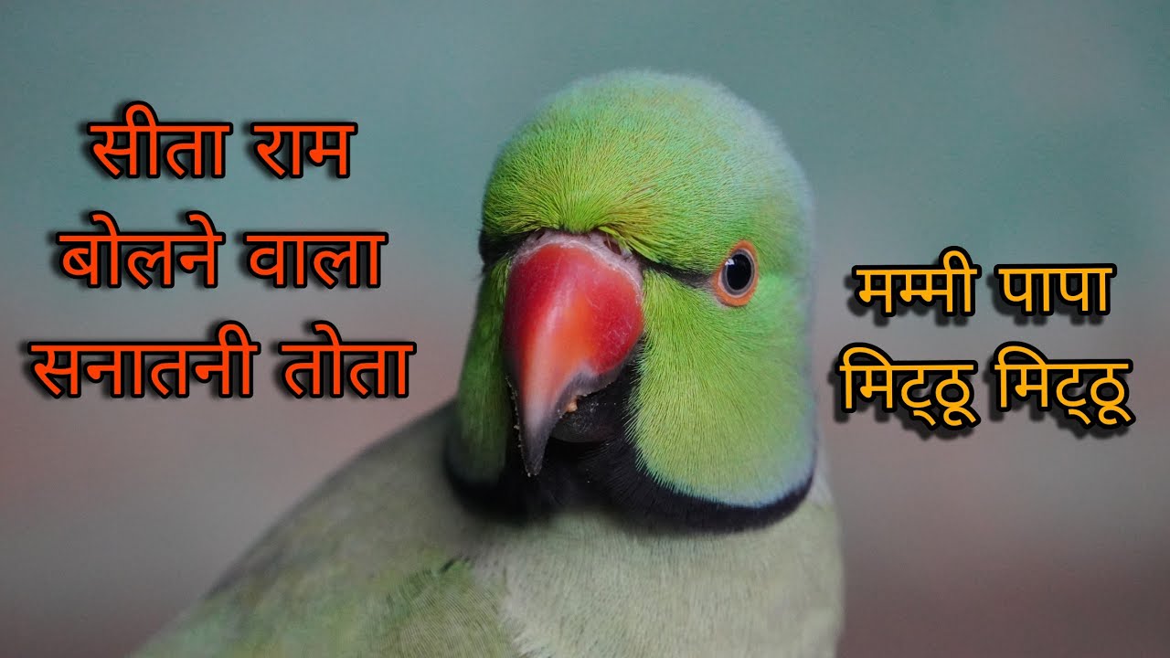 सीता राम बोलने वाला अद्भूत तोता 🙏Parrot talking mummy mithu ko roti do 😱parrot talking mithu mithu 🥰