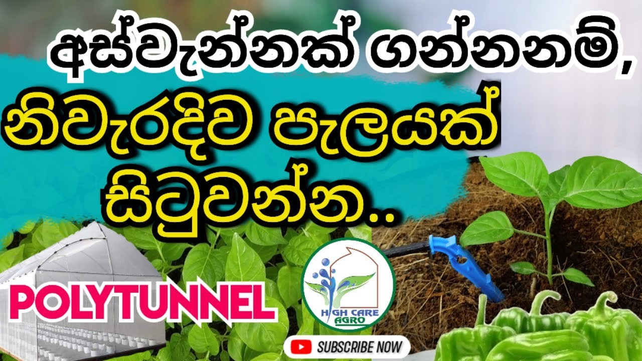 How to Planting a chilli plant in a poly bag | නයිමිරිස් පැලයක් නිවැරදිව සිටවමු |Greenhouse Srilanka