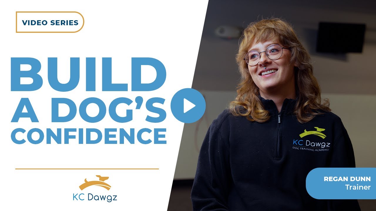 How to Build a Dog’s Confidence? | KC Dawgz