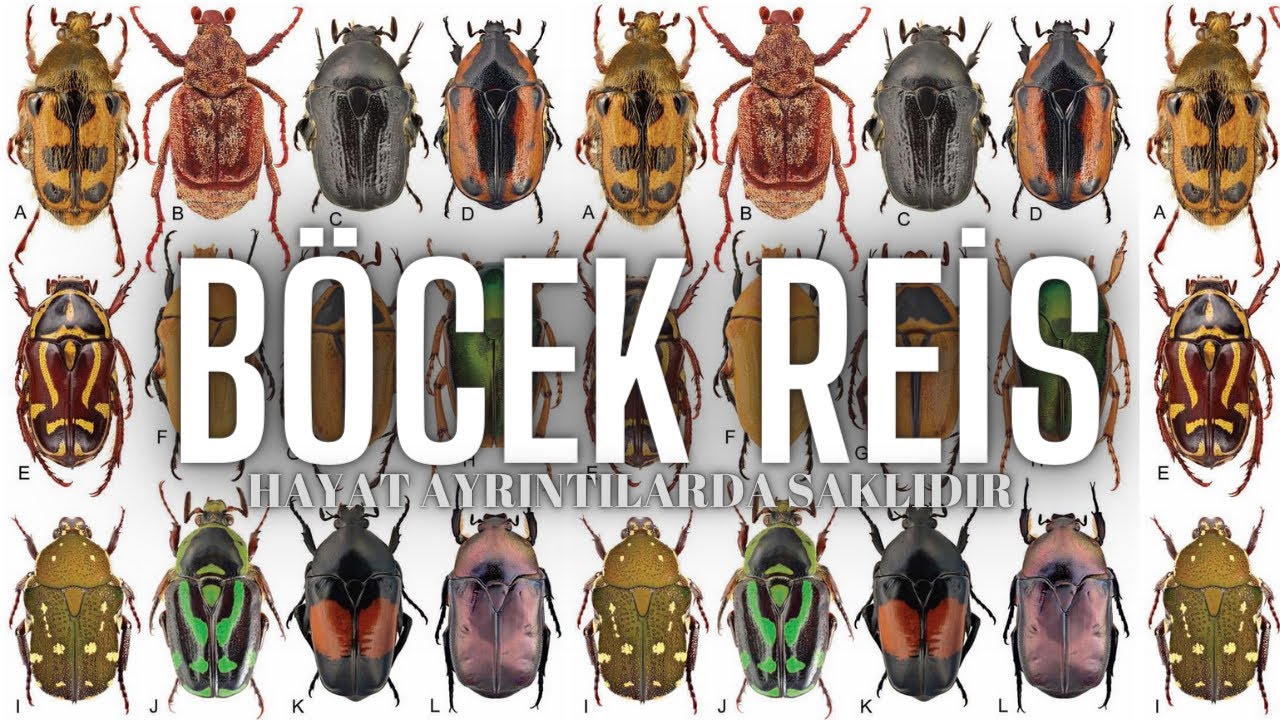 Altın Böceği Yakalamak #BöcekReis  (Cetonia aurata)