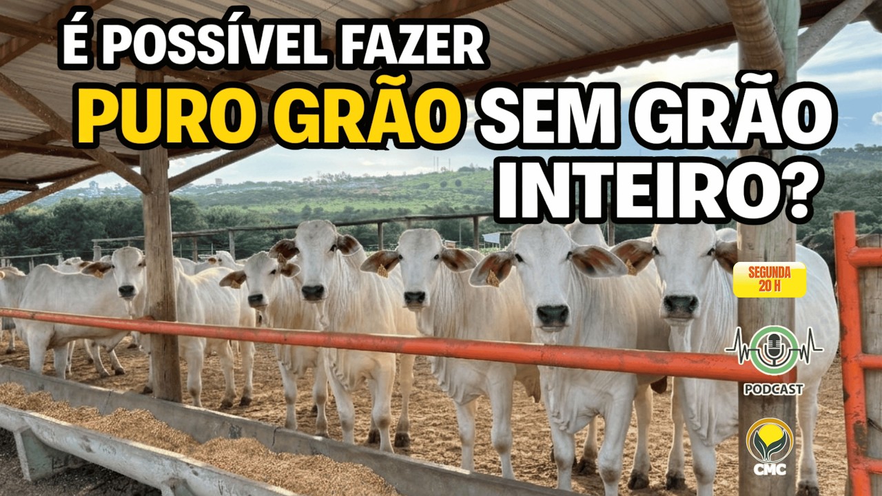 É possível fazer puro grão sem grão inteiro?
