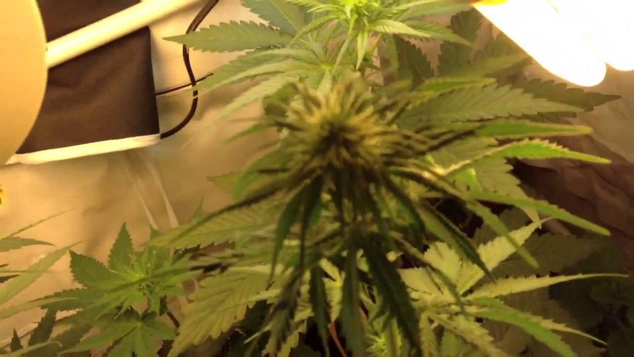 Marijuana Grow CFL Energy Saver in tight space Cannabis