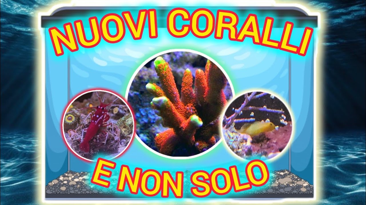 TANTI NUOVI INSERIMENTI IN VASCA 