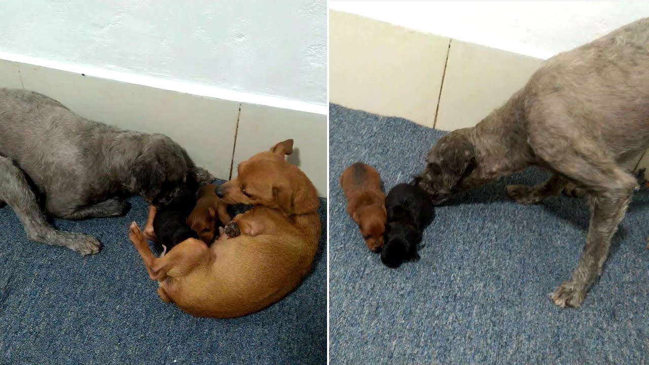 An Amazing Dad Dog Steps In to Protect Newborn Puppies