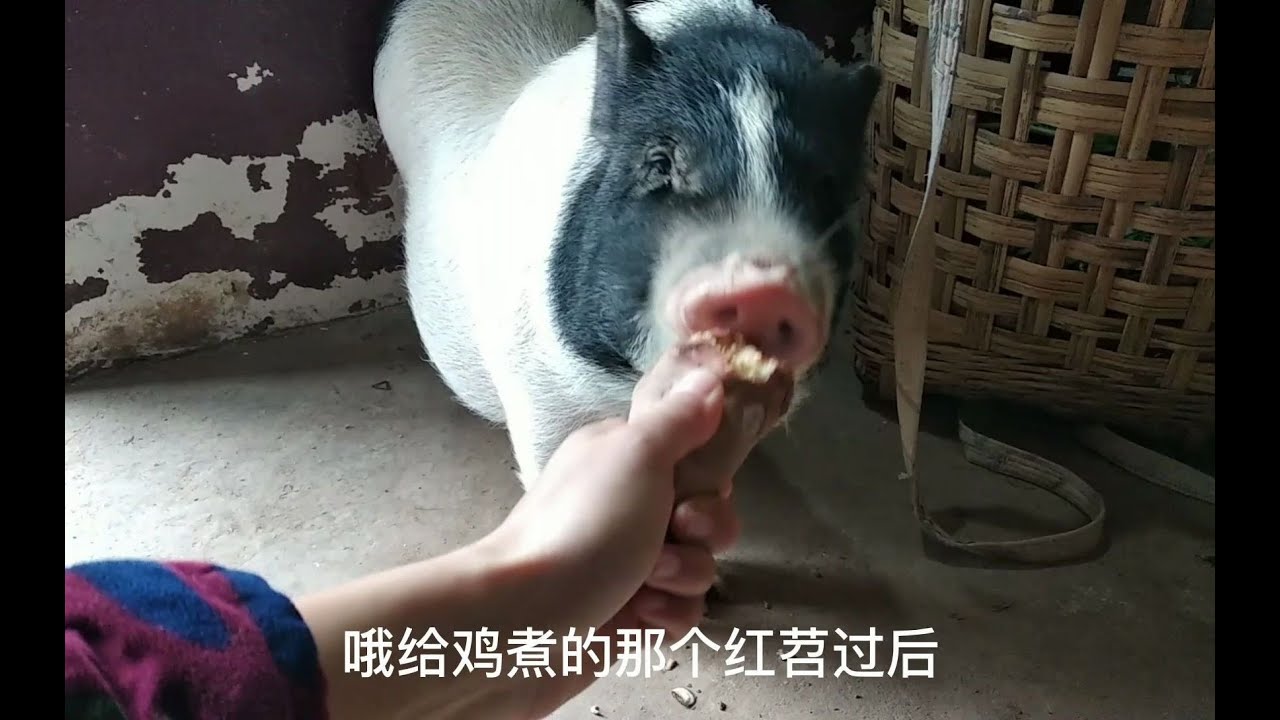 全村人都在笑话这只猪......