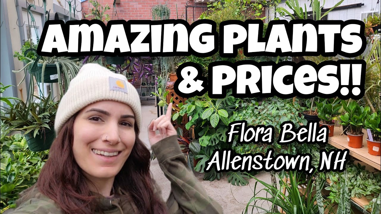 ОГРОМНЫЕ РАСТЕНИЯ И НИЗКИЕ ЦЕНЫ! 🌿 Покупка растений в Flora Bella