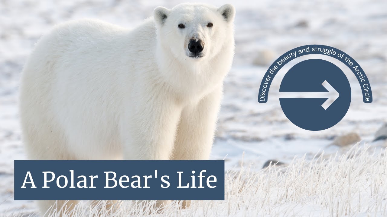 A Polar Bear's Life': An Hour-Long Compilation of the Finest Polar Bear Moments!