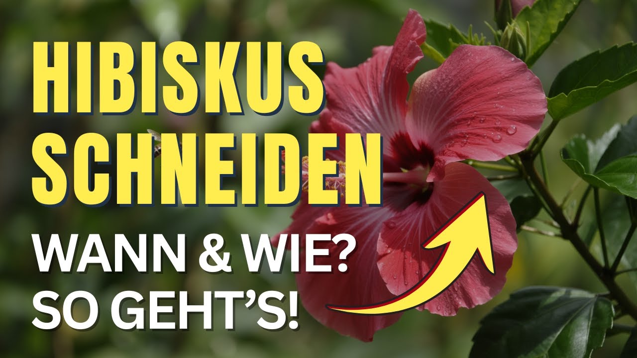 Hibiskus schneiden wie ein Profi: Wann & wie – für eine XXL-Blüte!
