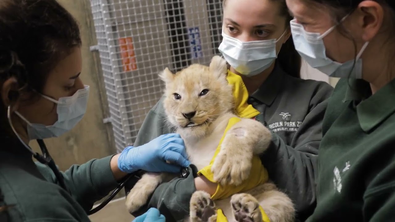 Three Cubs Born at Lincoln Park Zoo are Male