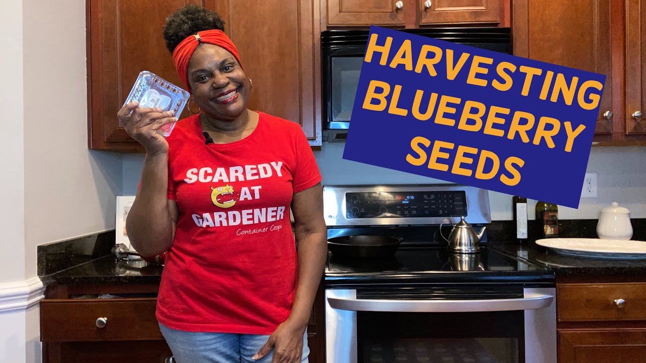 How To Harvest Blueberry Seeds From Blueberries!