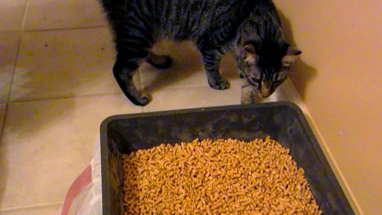 Let's Go Sift (Day 1173 - 2/9/13)