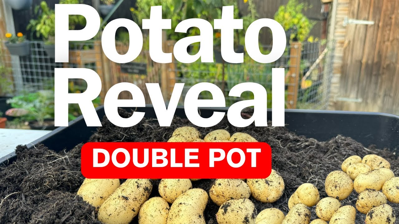 International Kidney AKA Jersey Royal: Potato Reveal No.8