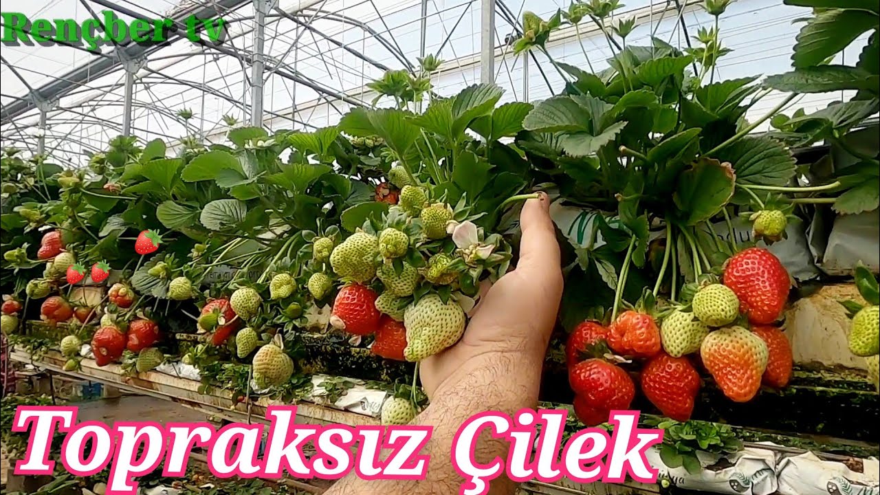 TOPRAKSIZ ÇİLEK SERASI BEKLENEN ZAMAN GELDİ SONUNDA