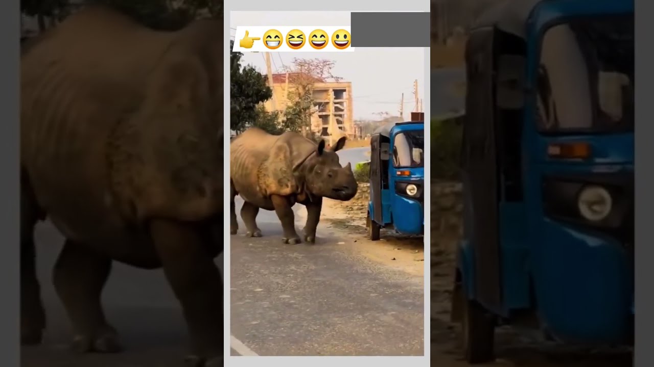 cute animals funny video trending shorts 😍 #cuteanimalsfunnyvideos​ #funnycomedyshorts #funny