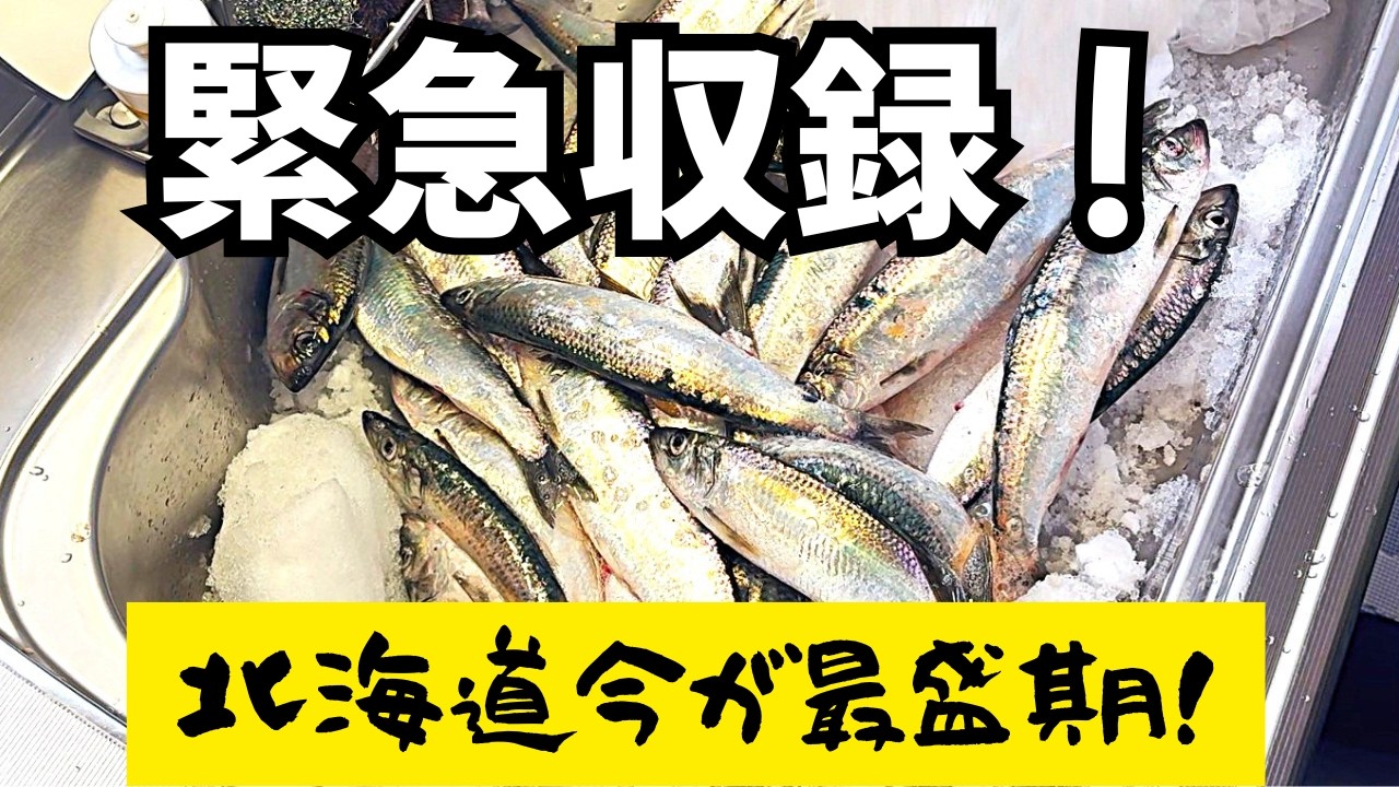 緊急収録！釣りたてをすぐ料理！今年もこの季節が来ました！にしん大量釣果！新鮮だから旨すぎる！