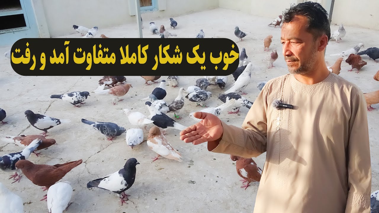 0319/ خوب یک شکار کاملآ متفاوت آمد و رفت / Afghan Shawqi