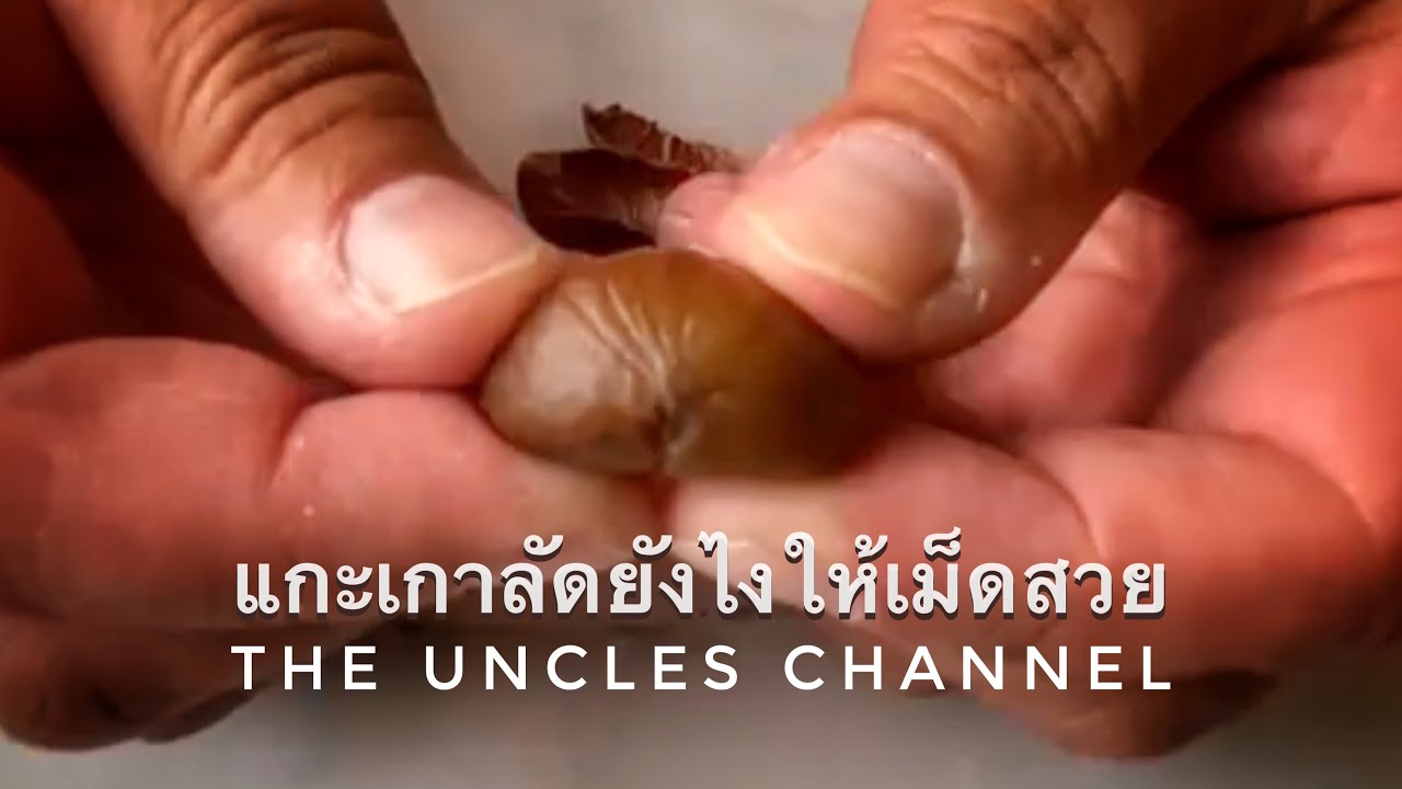 ลุงช่วยได้ Ep.1 แกะเกาลัดยังไงให้สวย