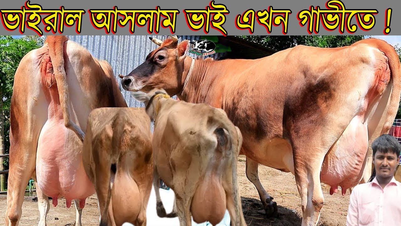 ভাইরাল আসলাম ভাই এখন দুধের গাভীতে ।সবার চেয়ে কম দামে জার্সিসহ হট কালেকশন।Krishi tv