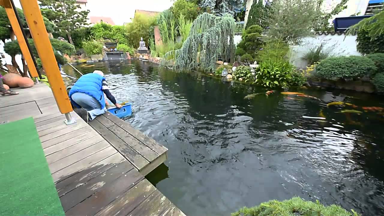 Modern Koi Blog #310 - Superjumbo Karashigoi Teich