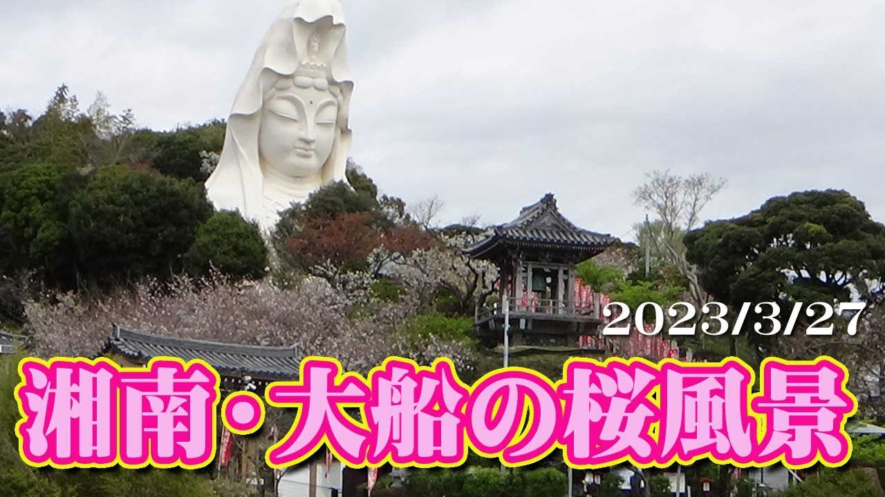 湘南鎌倉大船の桜2023