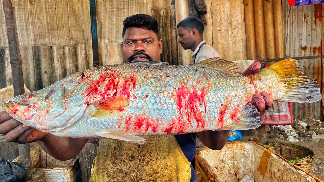 KASIMEDU 🔥 SPEED SELVAM | BIG SIZE ORIGINAL KODUVA FISH CUTTING VIDEO | 4K VIDEO | KM FISH CUTTING 