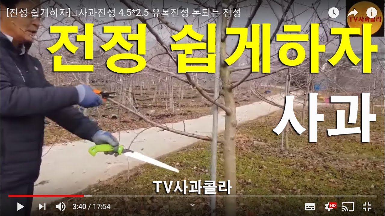 [사과전정 쉽게하자]👍사과전정 4.5*2.5 유목전정 돈되는 전정