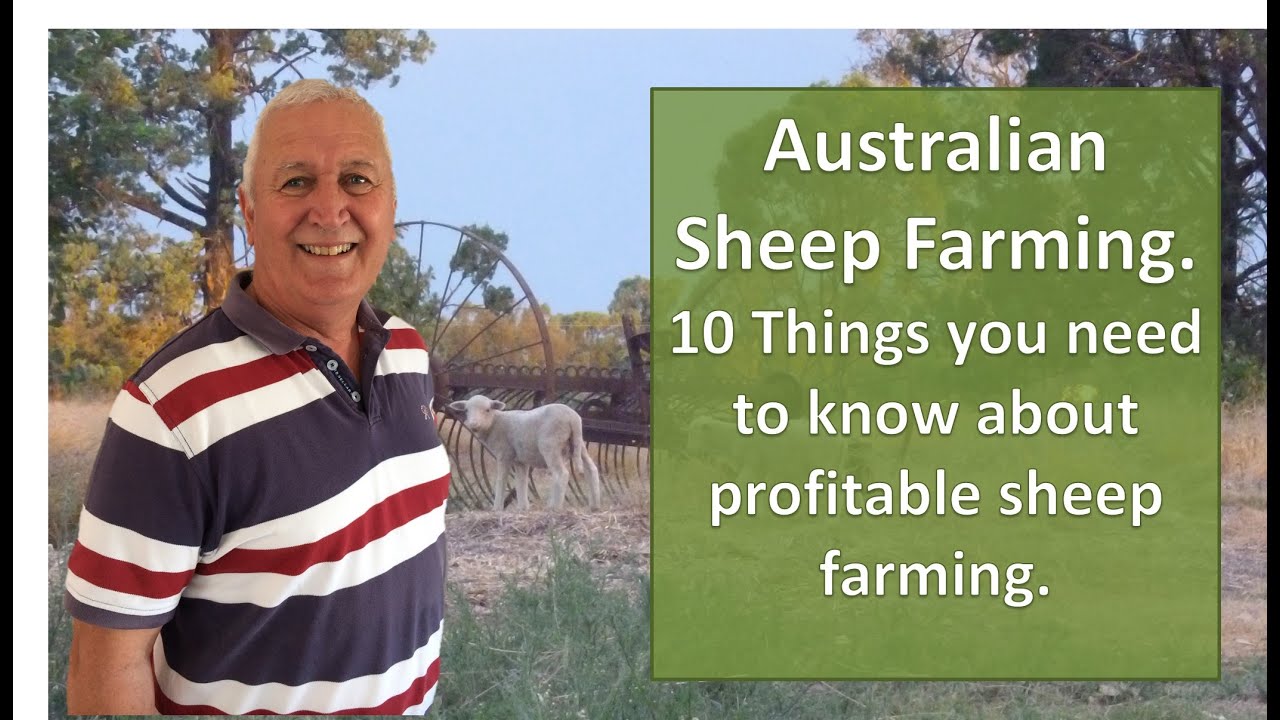 Sheep Farming Australia:  10 Things you need to Know about Profitable sheep Production