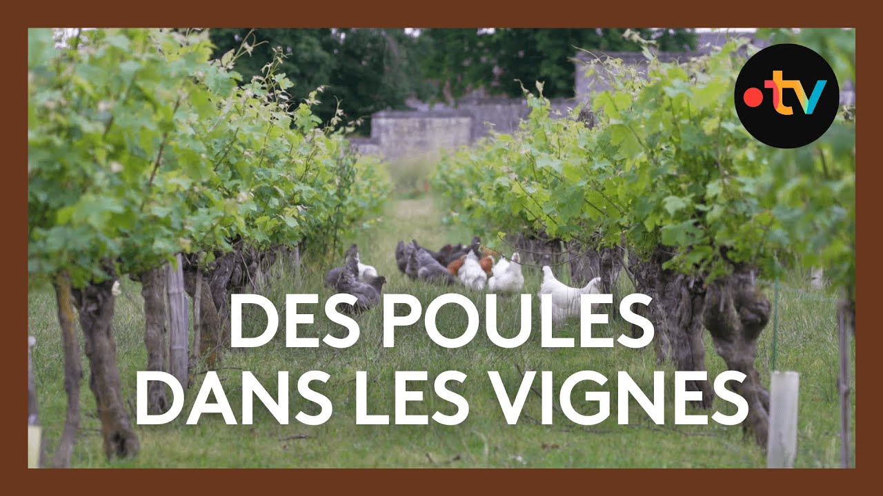 Des poules qui nettoient les vignes