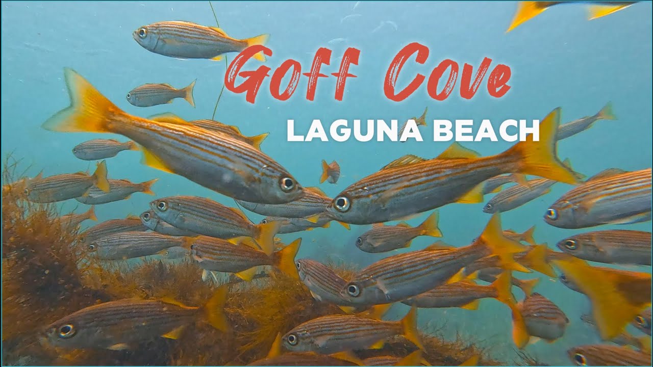 Snorkeling Goff Cove Laguna Beach