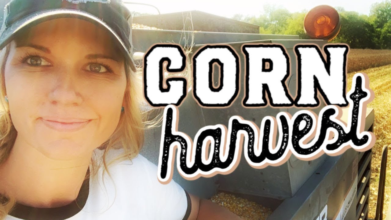 Corn Harvest 2019 : This Farm Wife Attempts to Drive Combine