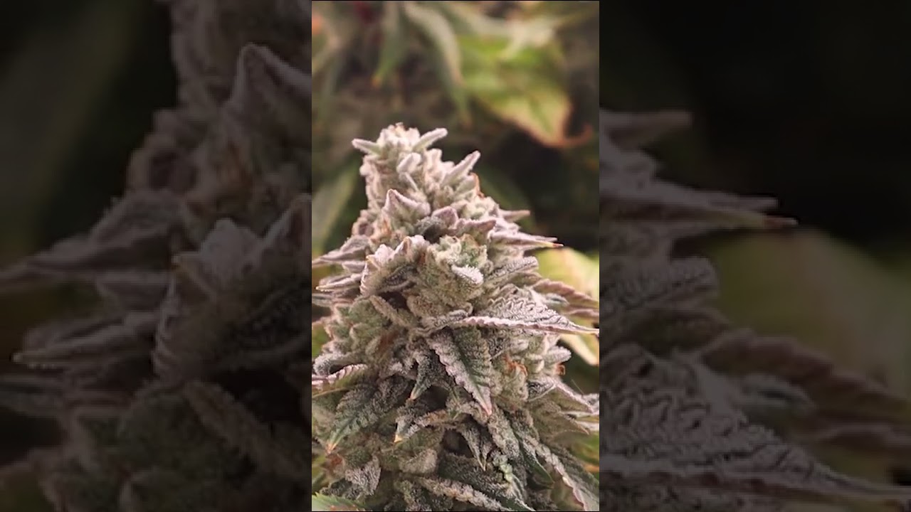 New Strain Florida Kush!