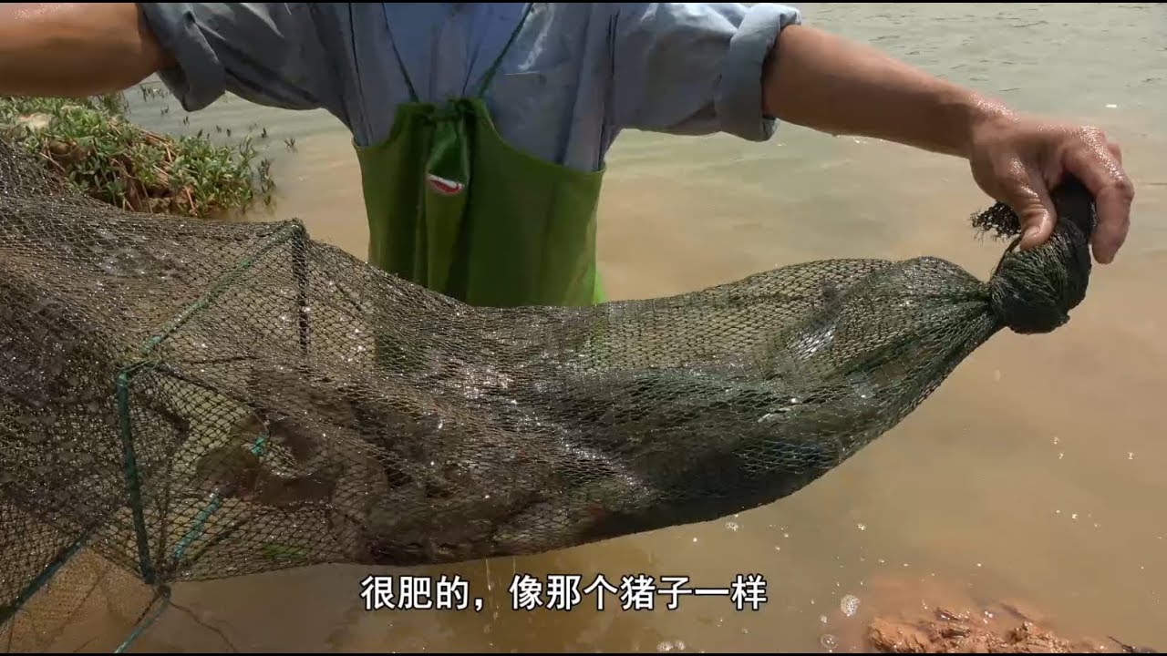 在荒废鱼塘放下几条地笼，抓上一大桶鱼虾，提回家做了一顿海鲜大餐