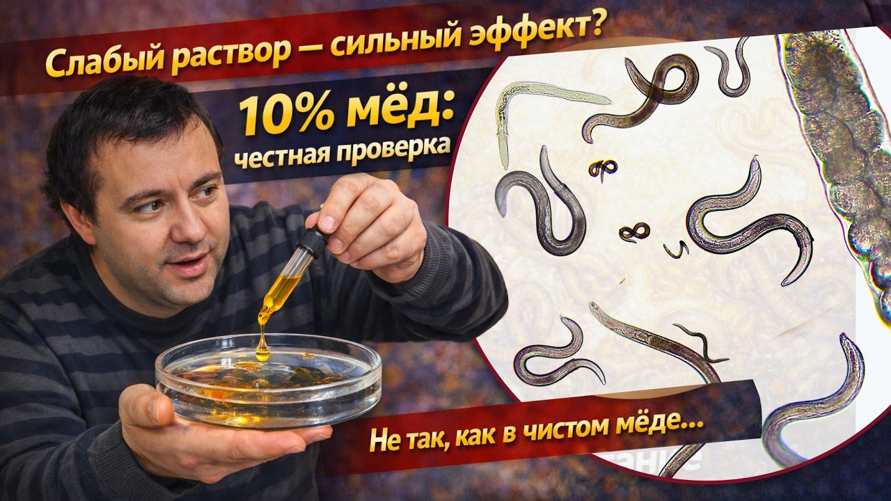 Как реагируют нематоды на 10% мёд? Удивительный микроскопический эксперимент