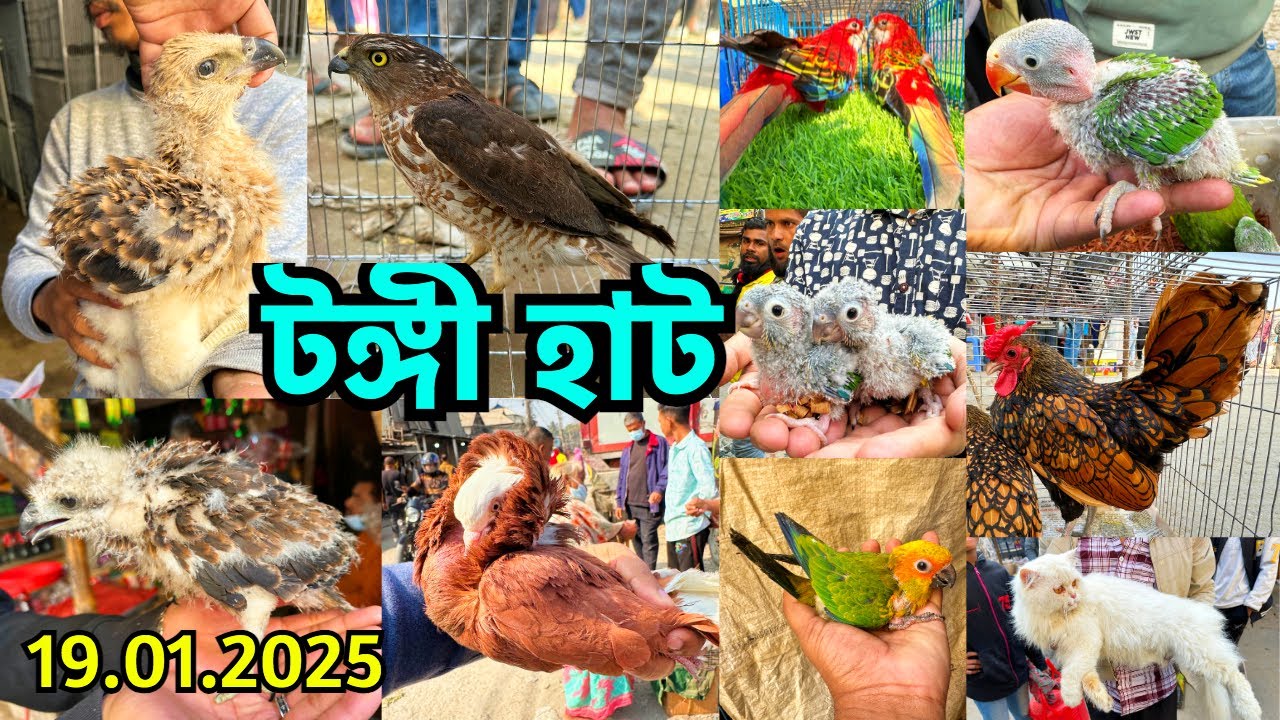 ঈগল, বাজ, চিল, টিয়াসহ বন্যপাখির বিশাল সমারোহ | টঙ্গী হাট | রবিবার | Tongi Bird Market, Gazipur #749