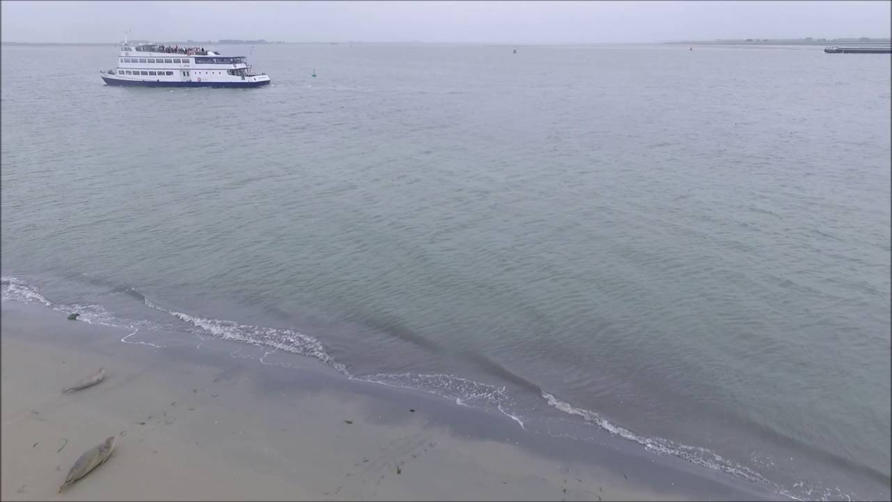 Frisia rondvaarten - zeehonden safari