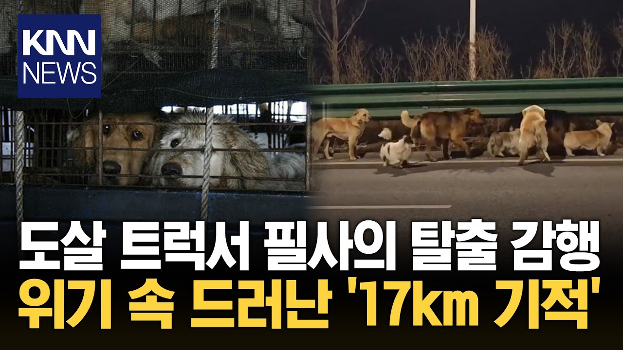 납치된 반려견 기적의 '동반 탈출' 다친 친구 지키며 사투한 결과&hellip; / KNN