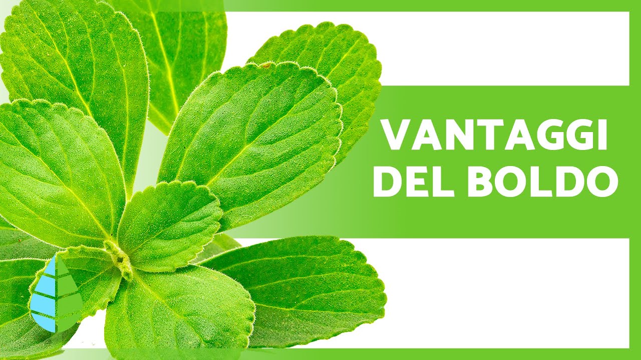 PROPRIET&Agrave; MEDICINALI del BOLDO 🌿💚 (Benefici e a Cosa Serve)
