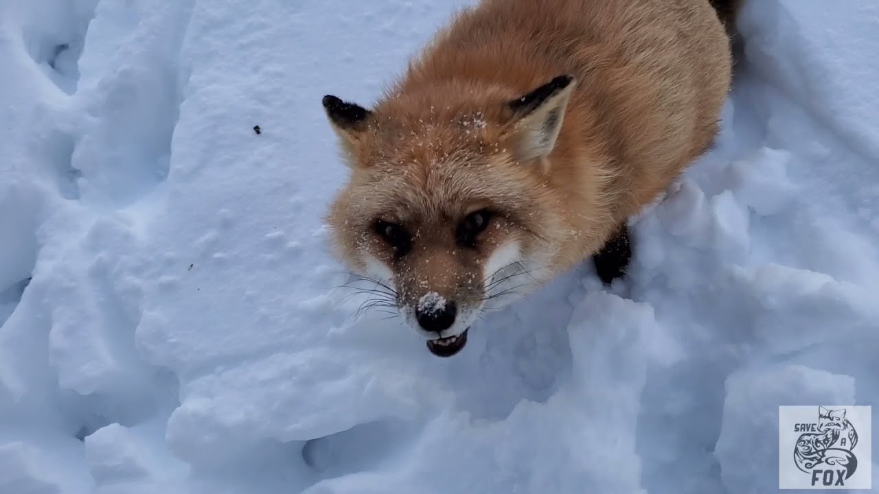 Finnegan Fox plays with a toy hedgehog with his friends