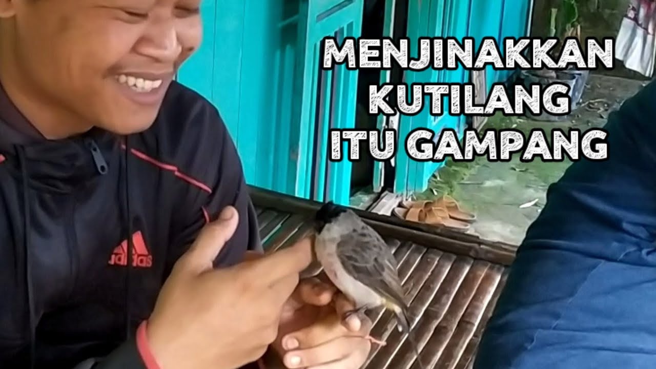 Jinakin kutilang liar, gampang banget kurang greget 😅