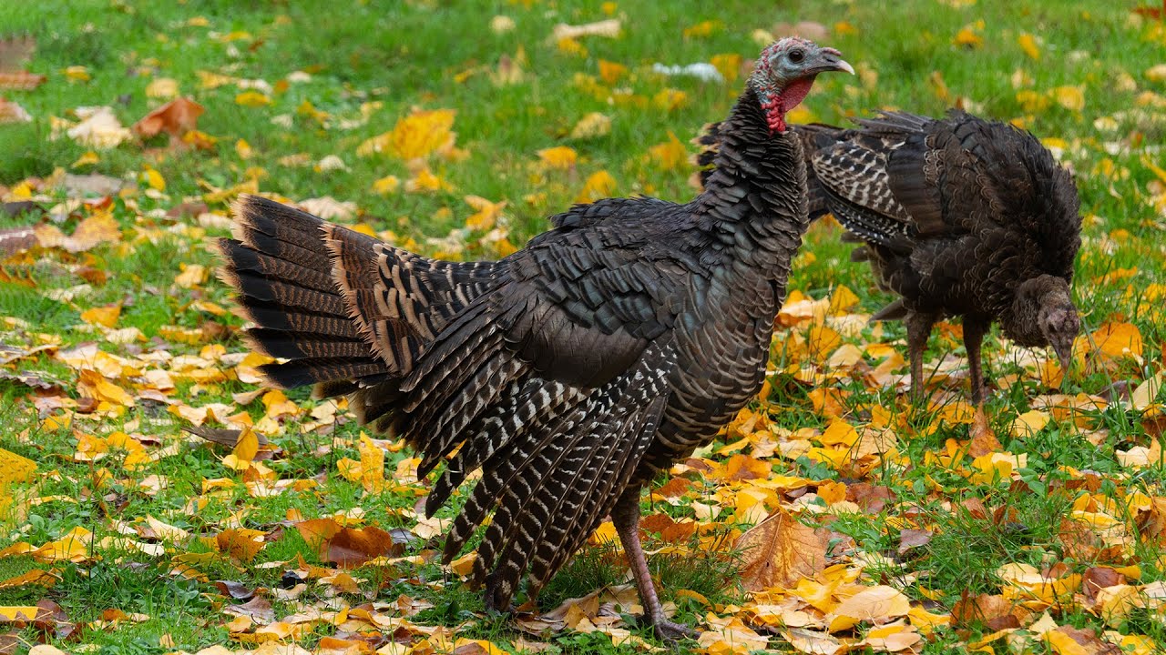 Turkey family comes to visit on Thanksgiving day 2025