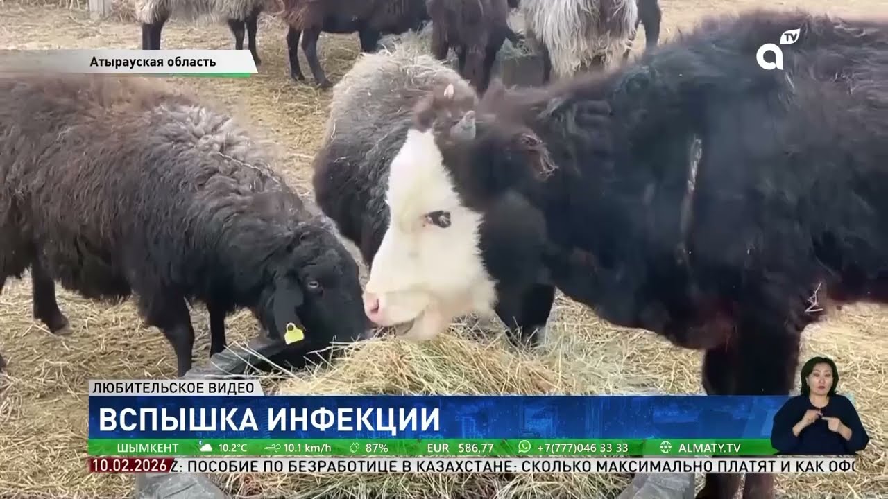 В Атырауской области опасная болезнь подкосила домашнюю скотину