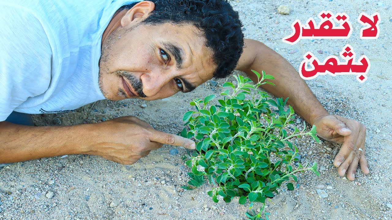 عشبة برية حيرت العالم بفوائدها السحرية عشبة الطاقة تعيدك شابا حتى لو كنت فى سن ال90