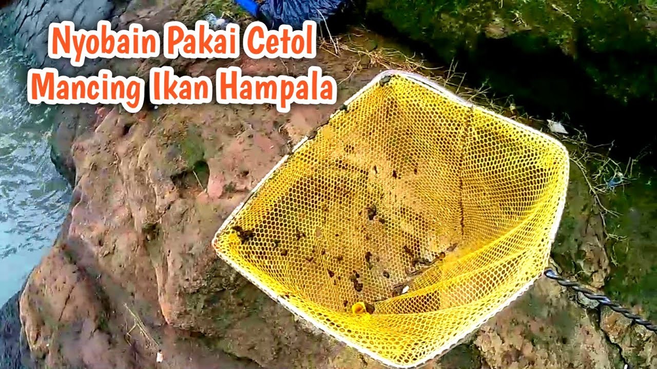 Mancing Ikan Hampala Pakai Umpan Cetol Atau Guppy Liar | Mancing Hampala Di Kota Solo