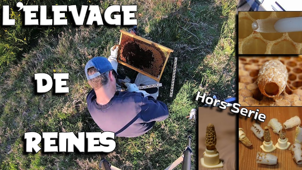 L'Elevage de Reines de A à Z (ma façon) | LRSG #apiculture 2022