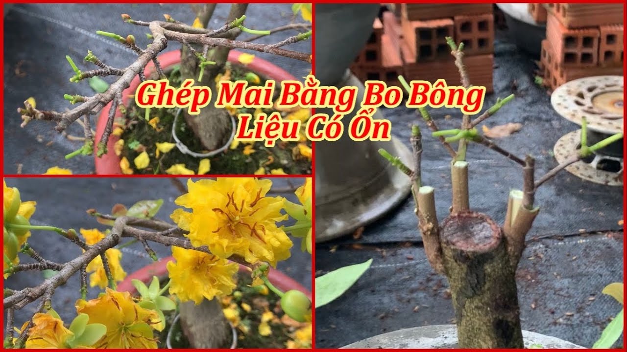 Ghép Mai Bằng Bo Bông Liệu Có Ổn | MAI ĐA PHÚC Duy Hiếu |