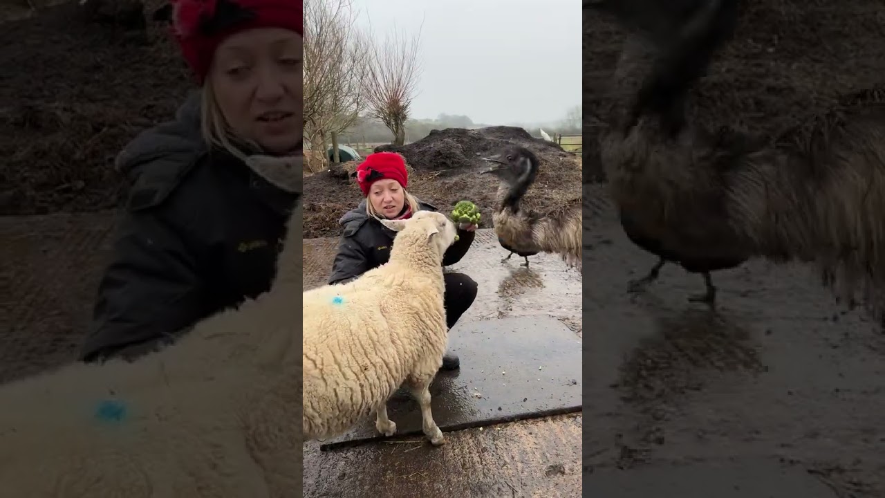 Letztes Jahr konnten wir noch den Berufsverkehr bew&auml;ltigen; hoffentlich werden die Vogelgrippe-Be...