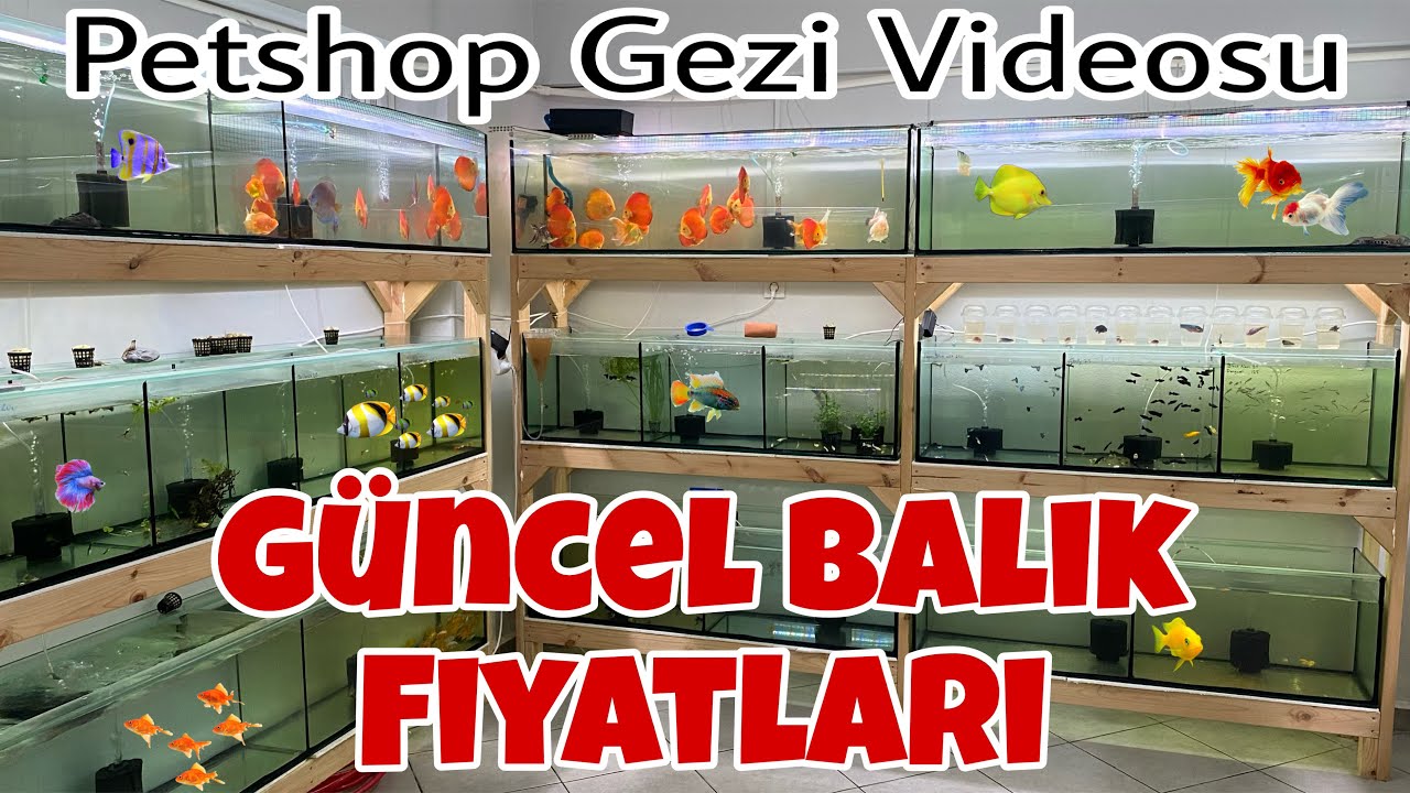 Текущие цены на аквариумных рыб в магазине Ruler Petshop, цены на волнистых попугайчиков и развед...