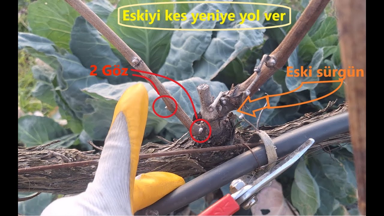 Bağ budaması nasıl yapılır ? / Üzüm bağı budaması #budama #üzüm #bağ #bahçe